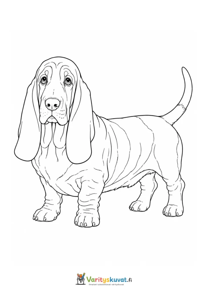 Basset hound värityskuva
