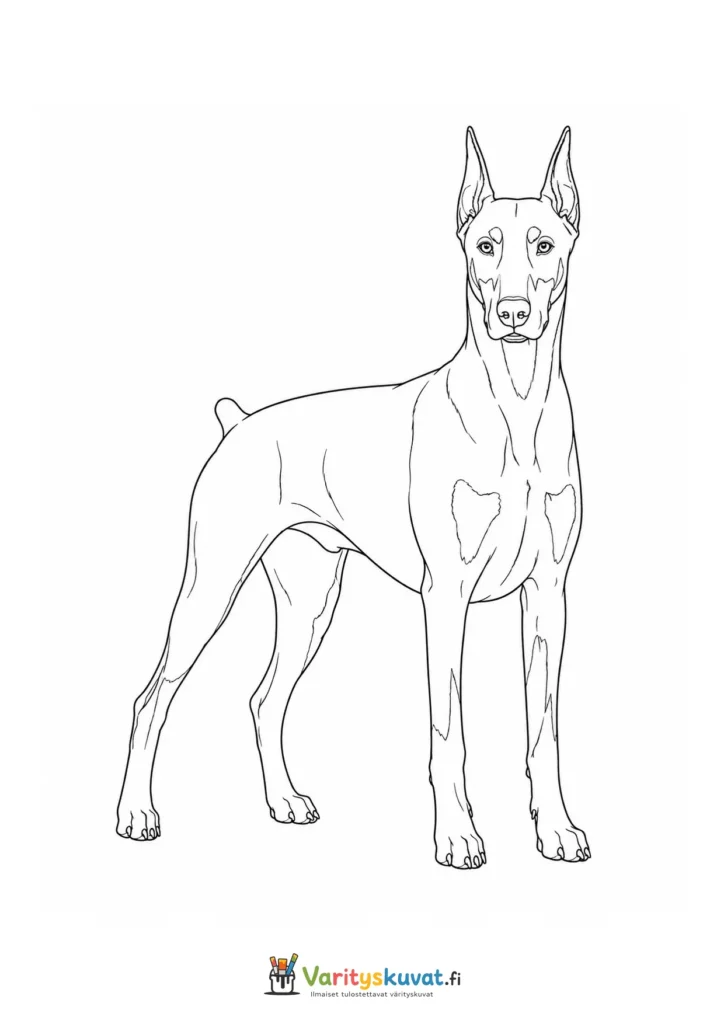Dobermanni värityskuva