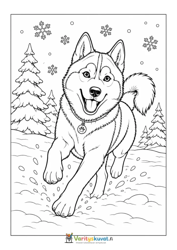 Husky juoksemassa lumimetsässä värityskuva