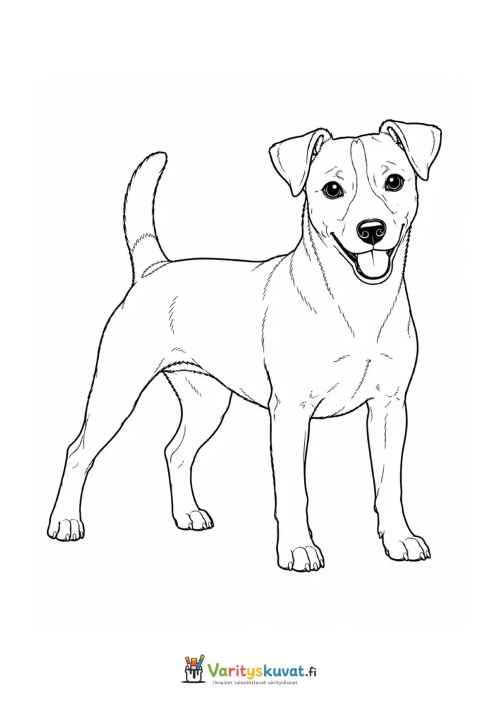 Jackrussellinterrieri värityskuva