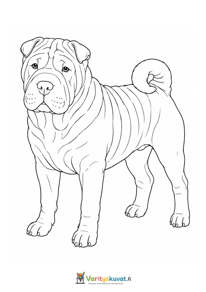 Shar pei värityskuva